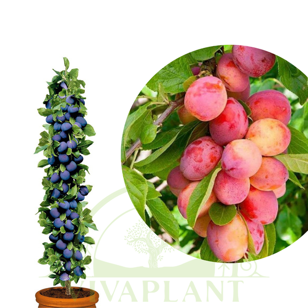 Prun columnar imperial Columnar – VivaPlant